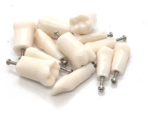 Dental Typodonts Tooth For API Jaw Set B-561