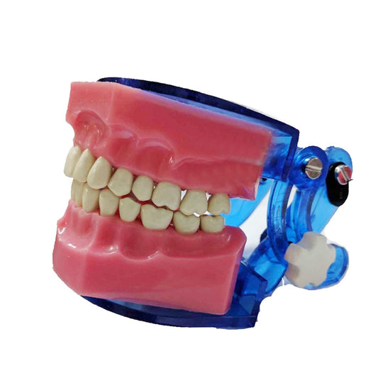 API Jaw Set And Teeth Typodont - B-561